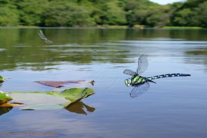 Southern Hawker Dragonflies (Aeshna cyanea) over Eyeworth Pond, New Forest