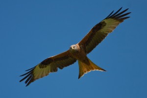 Red Kite hunting against a clear blue sky