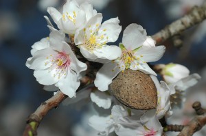 almond-blossom-in-mallorca