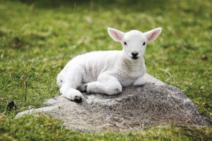 lamb