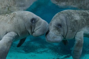manatee 3