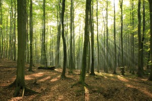 Forest-Trees
