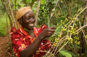 A grower who supplies coffee to Traidcraft