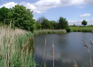 The_Reed_Pond_-_geograph.org.uk_-_441917