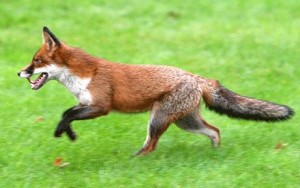 fox