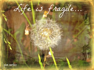 life is fragile