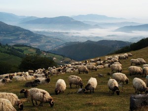 sheep-withou-a-shepherd