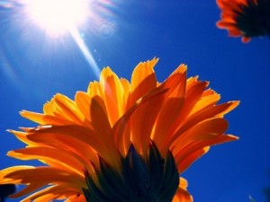 flower in sun