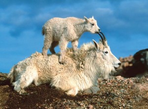 mountain goat
