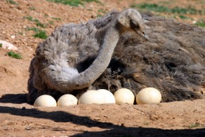 ostrich and eggs