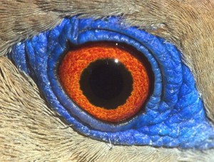 dove's eye