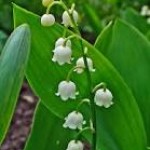 lily of the valley