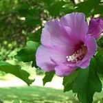 rose of sharon