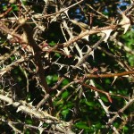 thorns