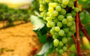 vineyard 2