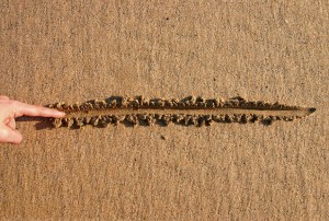 line-in-sand