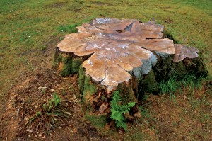 tree-stump